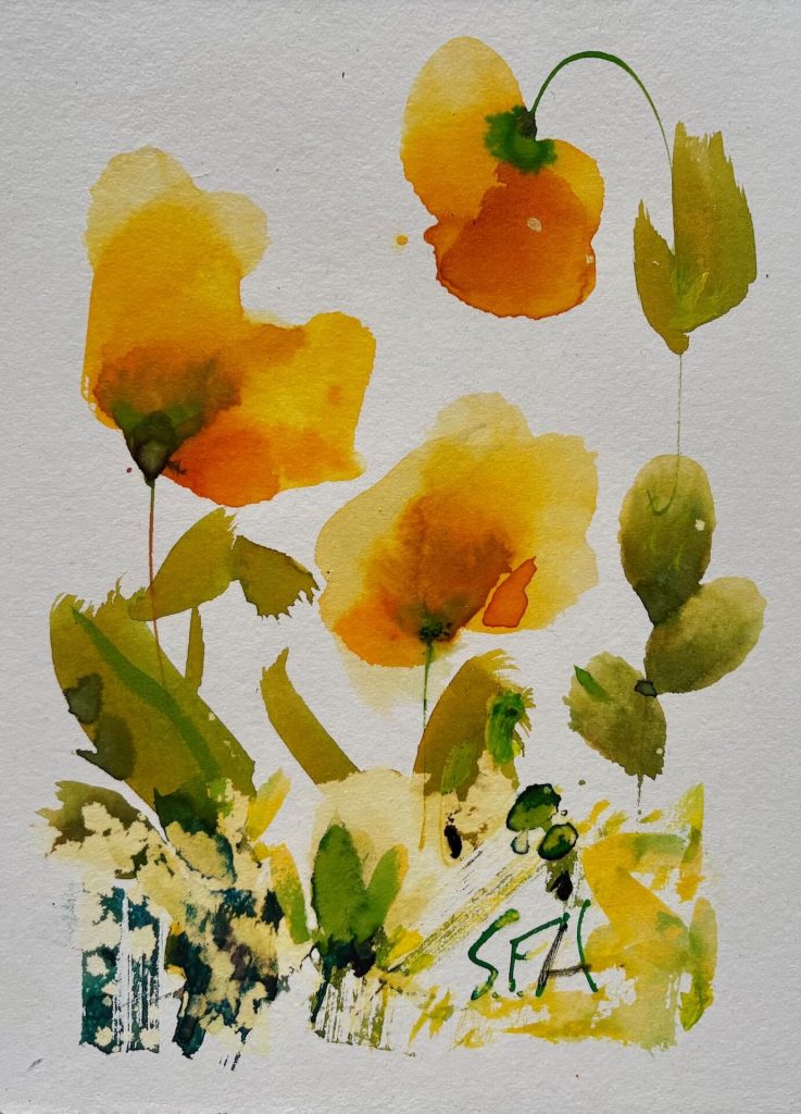 Welsh Poppies